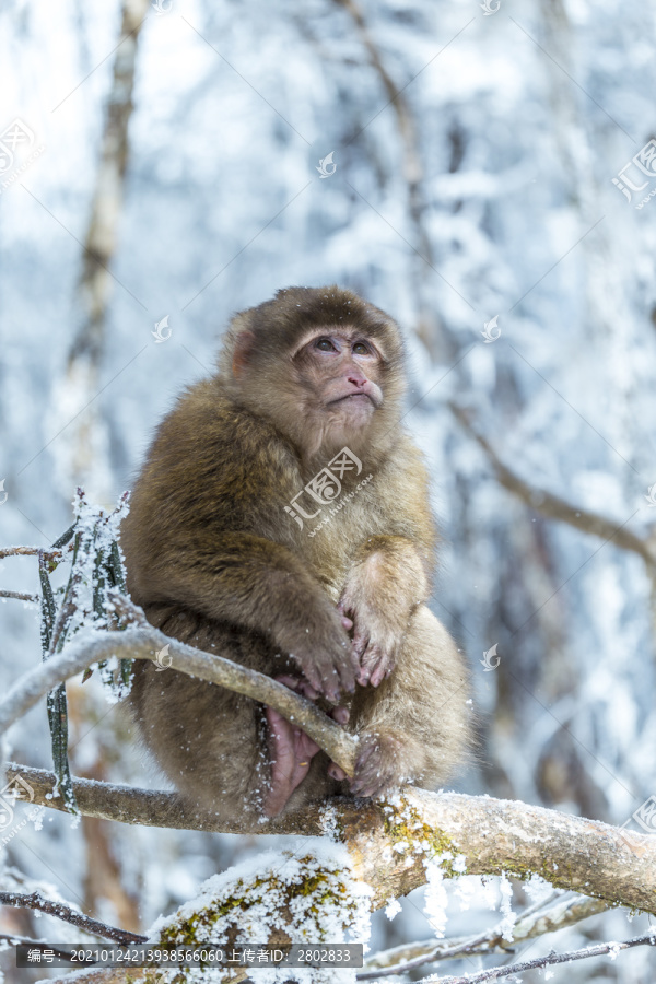 四川冬季下雪后山林里的猕猴