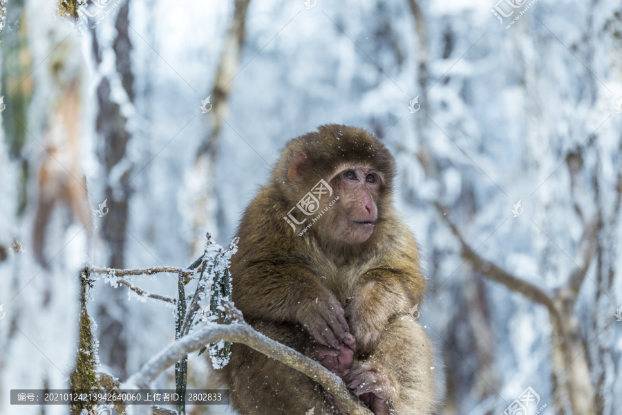 四川冬季下雪后山林里的猕猴