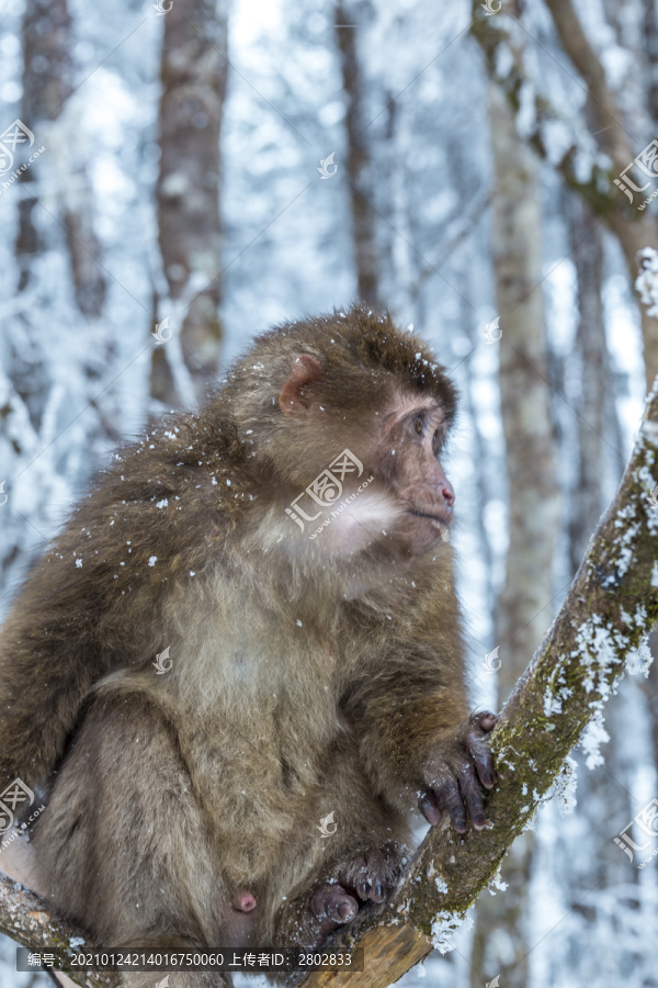 四川冬季下雪后山林里的猕猴