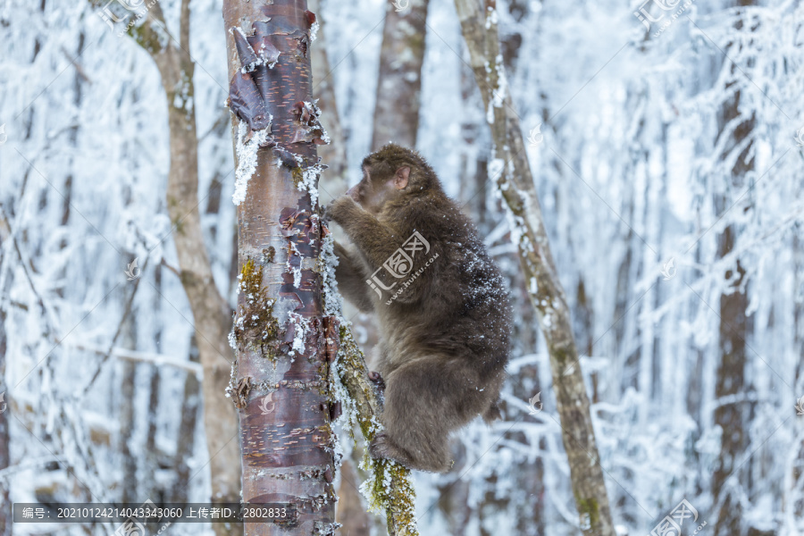 四川冬季下雪后山林里的猕猴