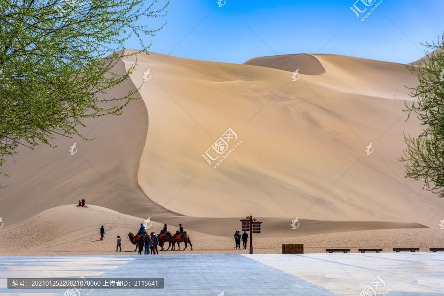 敦煌鸣沙山景区沙漠骆驼队