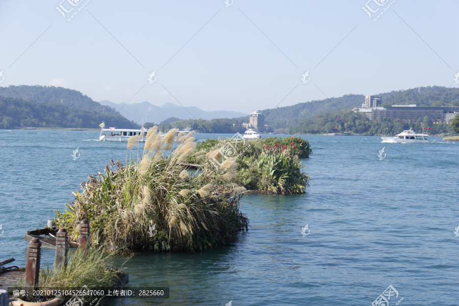 海上芦苇荡