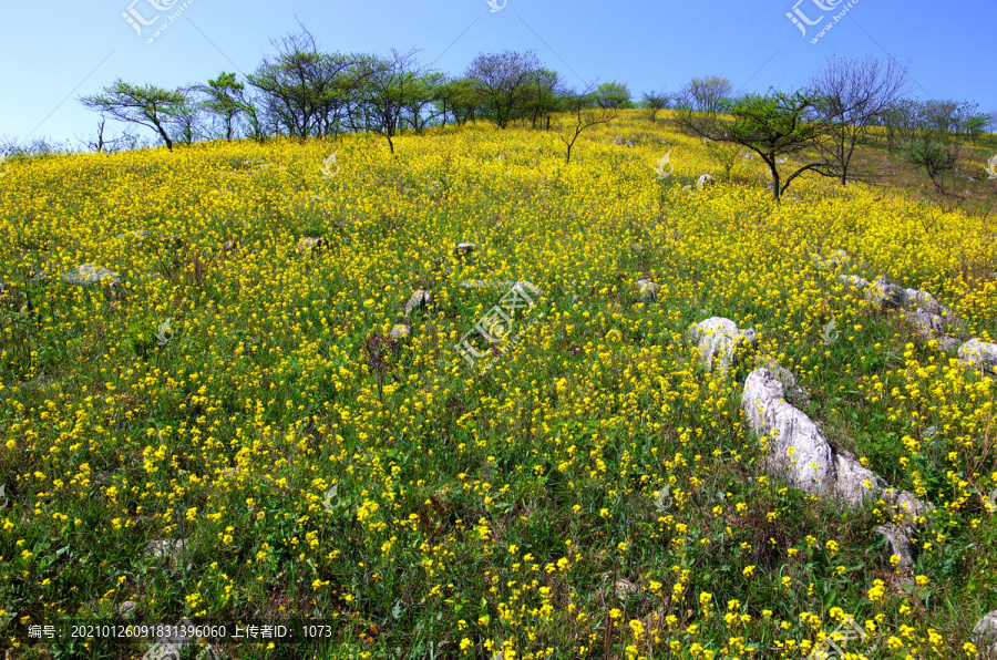 山坡杂树