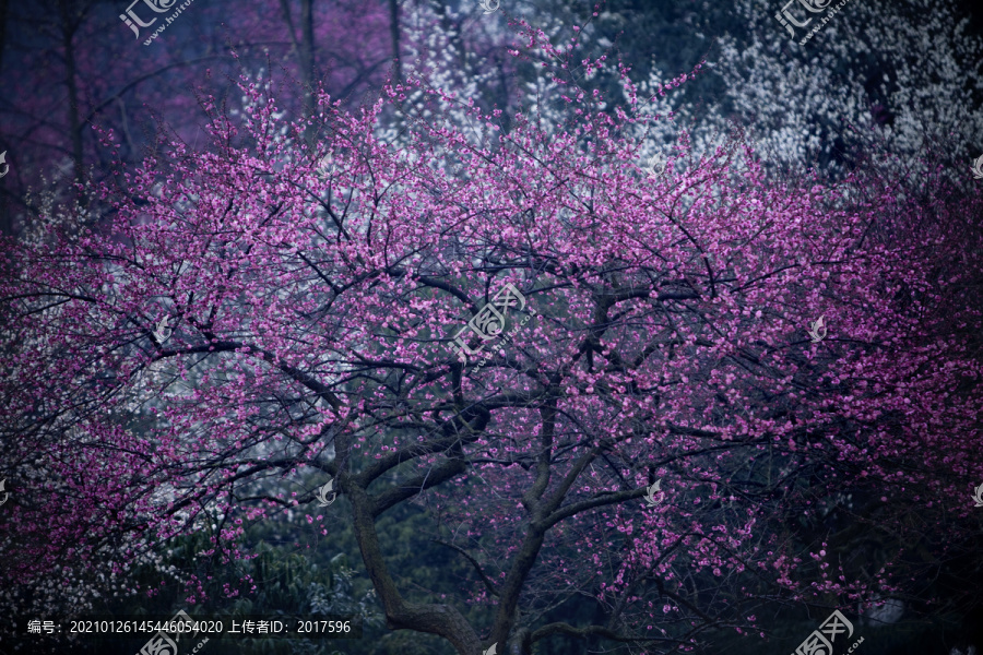 梅花背景素材