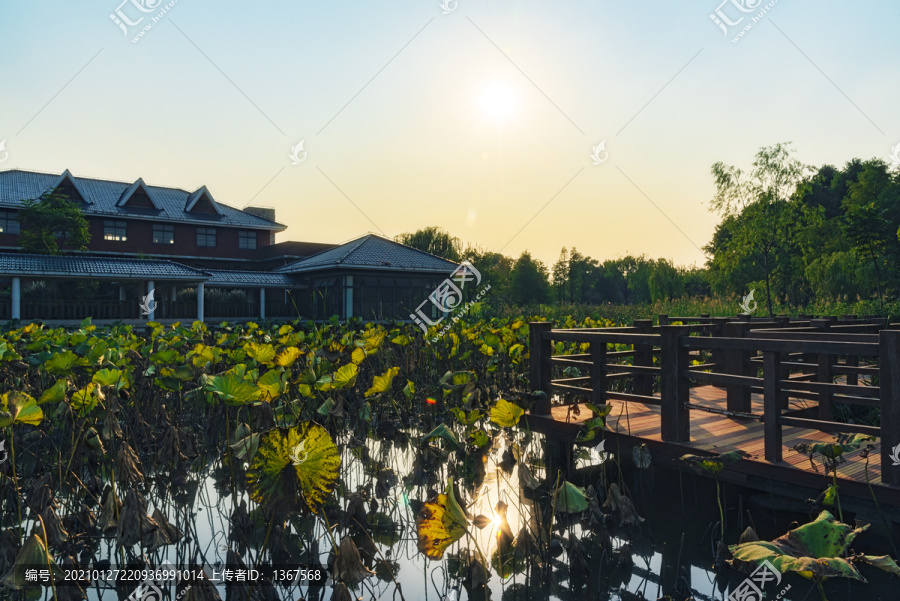 上海顾村公园