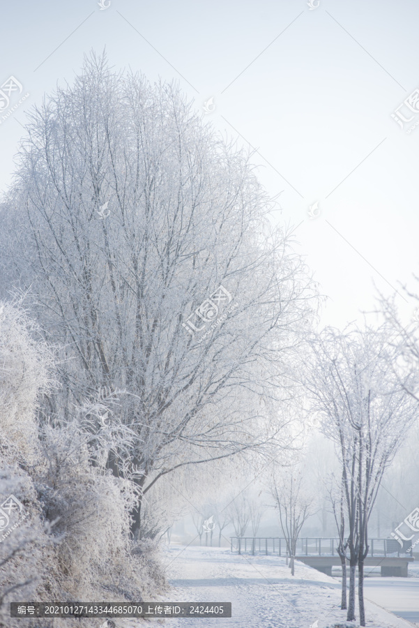 冬季雾凇树挂素材