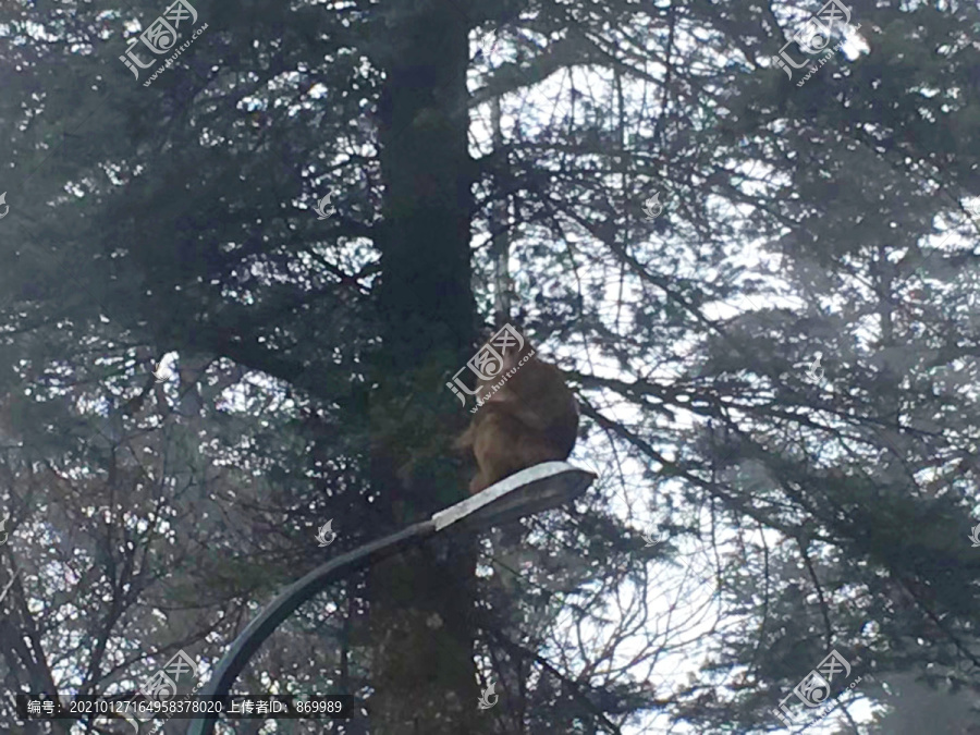 峨眉山猴