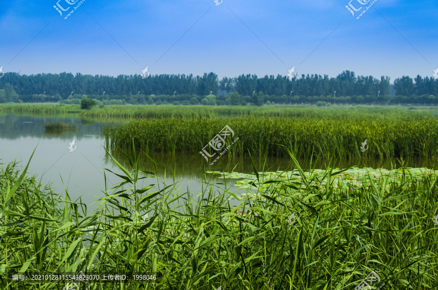 绿色芦苇荡河流湿地