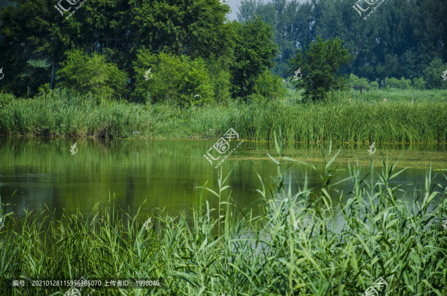 湿地自然风景