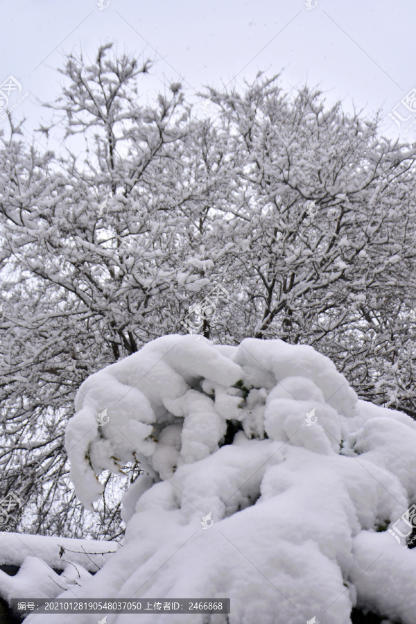 雪景