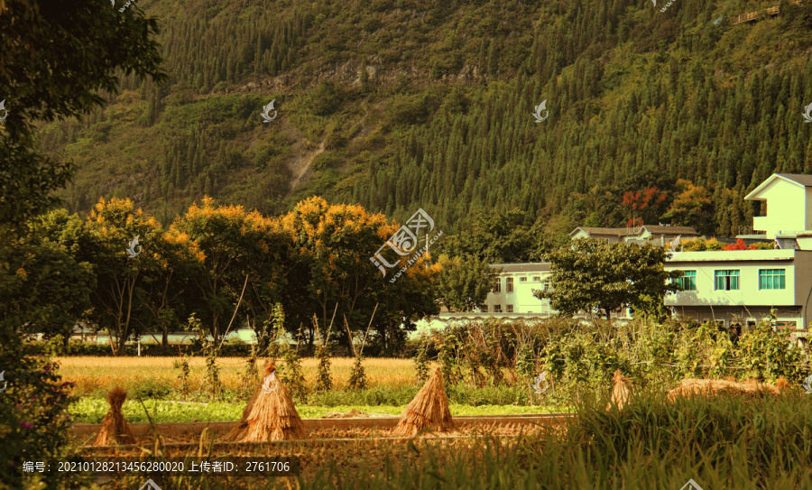 稻香萬(wàn)峰林