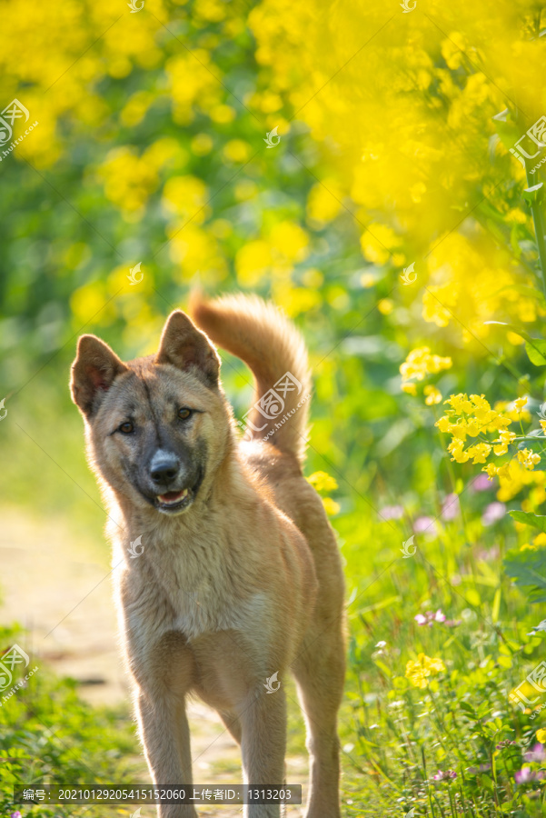 一只中华田园犬