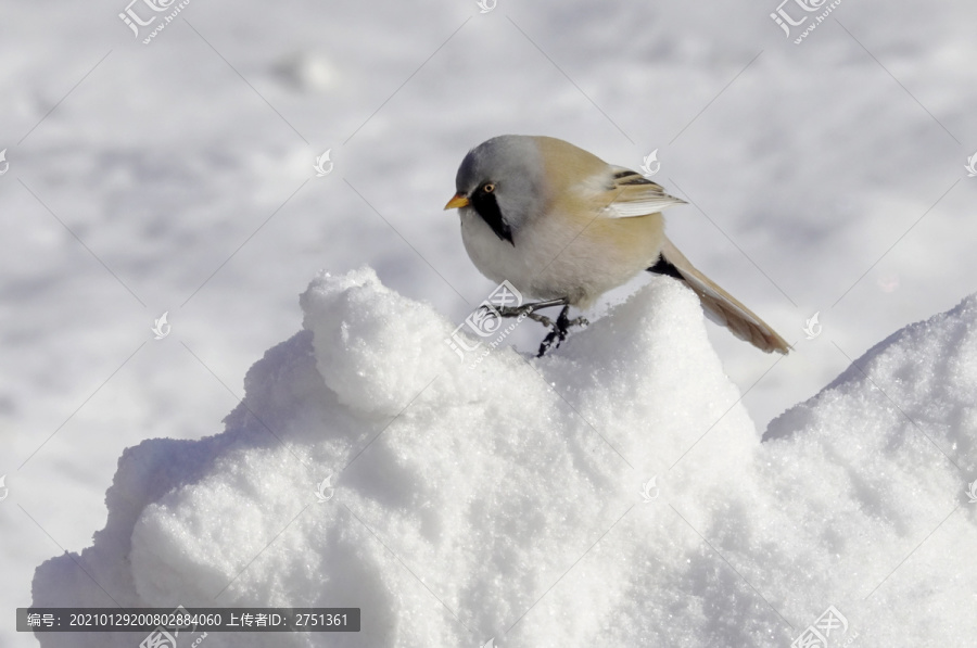 文须雀戏雪觅食羽毛靓丽姿态优