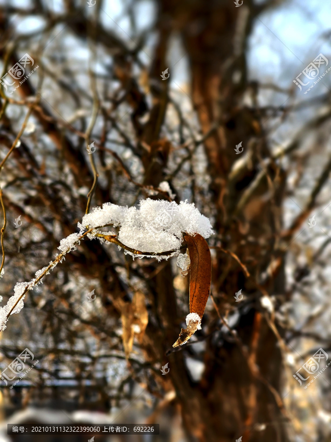 雪枝