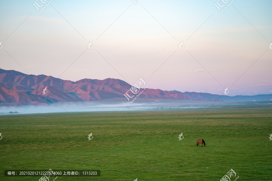 新疆巴音布鲁克草原上的马