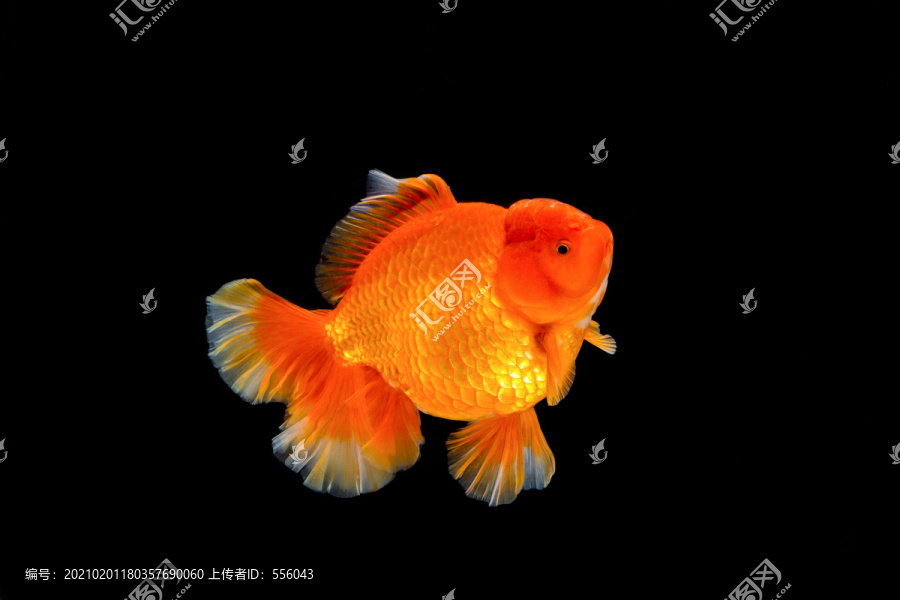 红狮头金鱼
