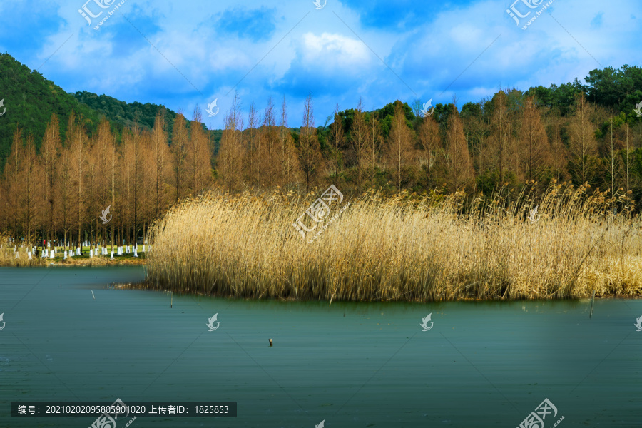 马山湿地