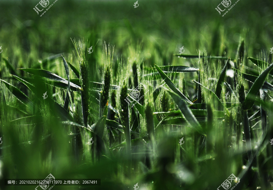 雨露滋润禾苗壮