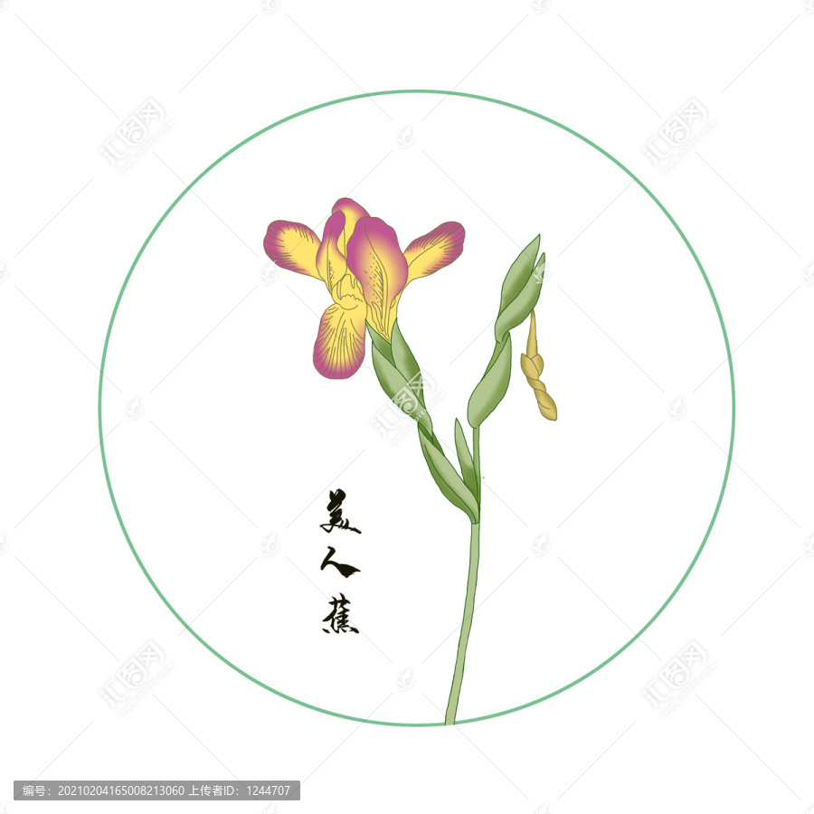 美人蕉