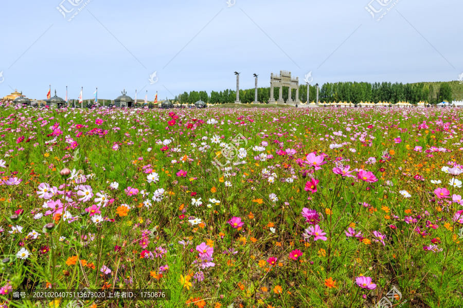 格桑花