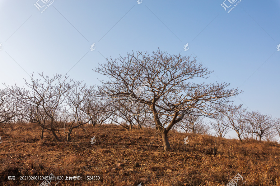 桐油树