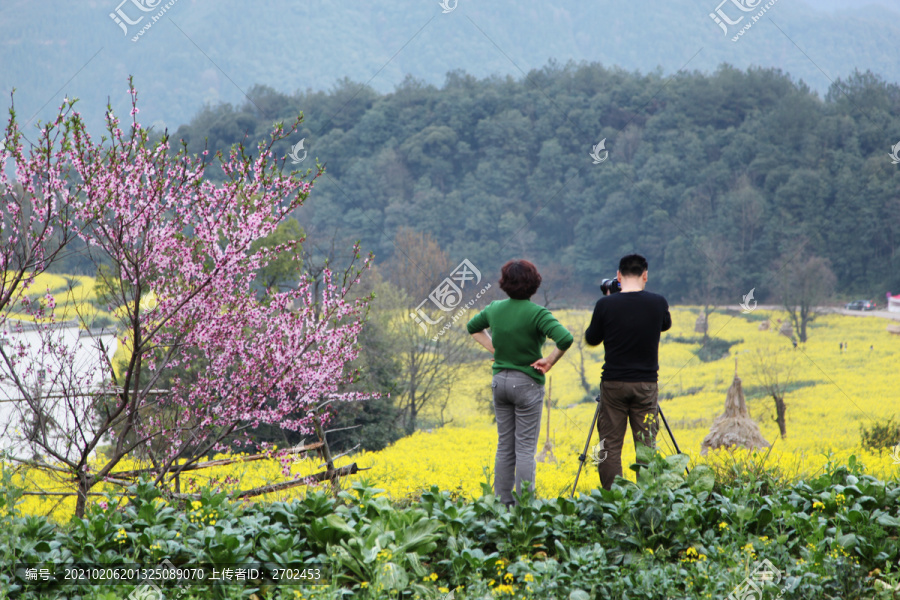 婺源江岭梯田油菜花