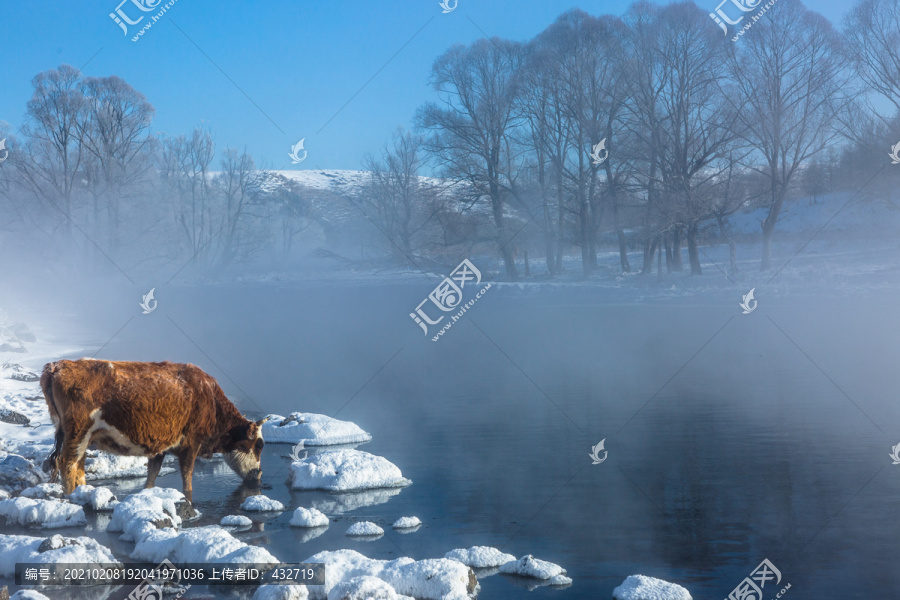 冬季冰雪河流牛喝水