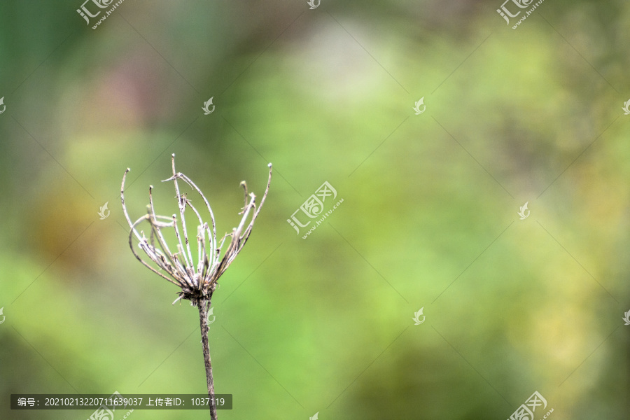 残花枯草