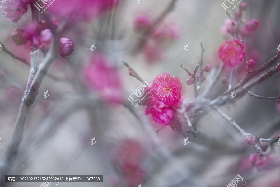 唯美梅花