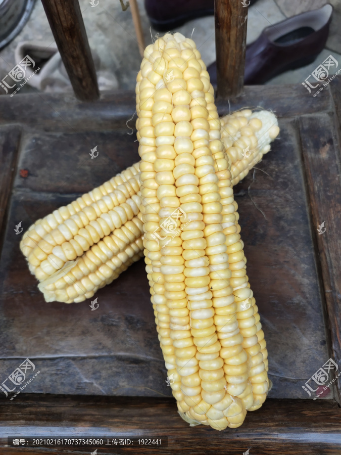 玉米棒粮食