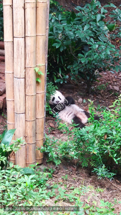 成都熊猫繁育基地