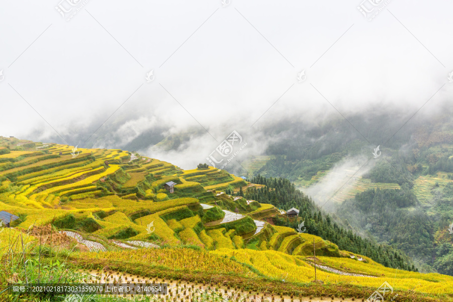 水墨稻田