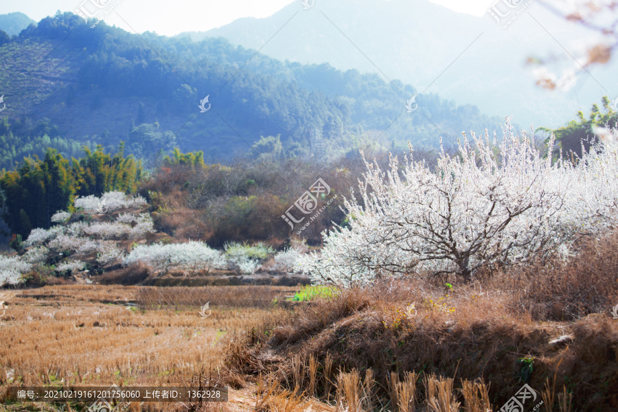 李花绽放