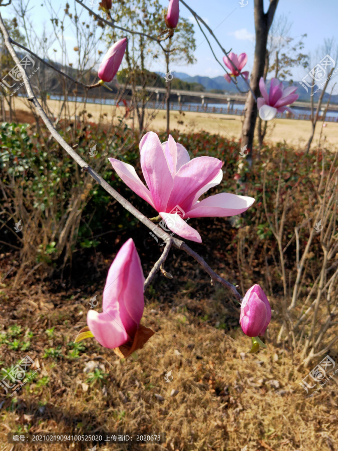 玉兰花特写