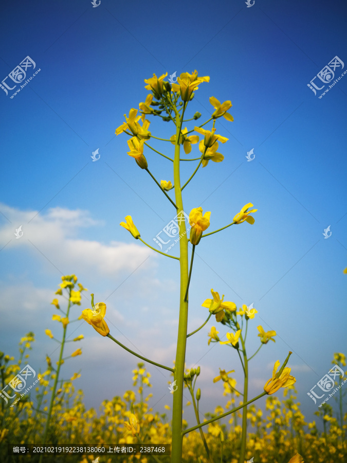 蓝天下的油菜花海