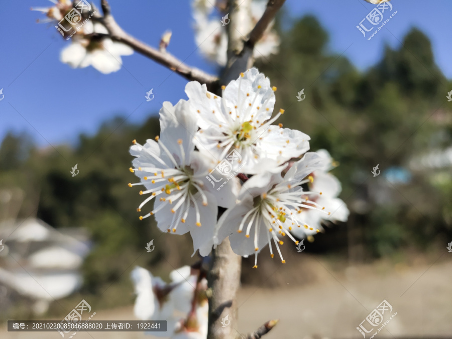 盛开的樱花