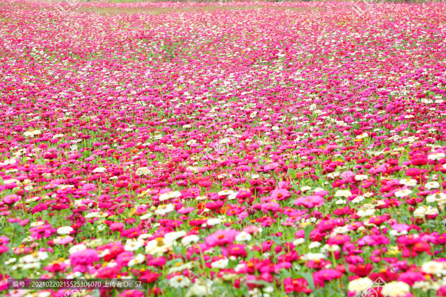 花海