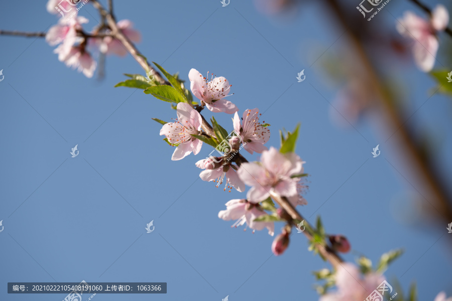 桃花