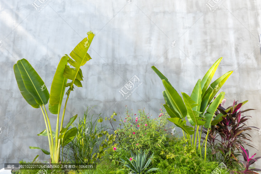 园艺植物