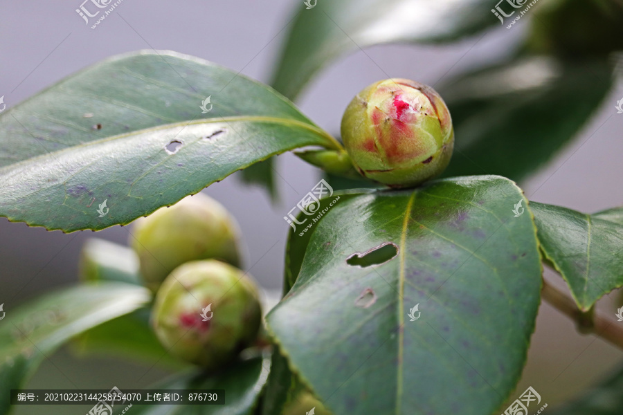 含苞待放的山茶花