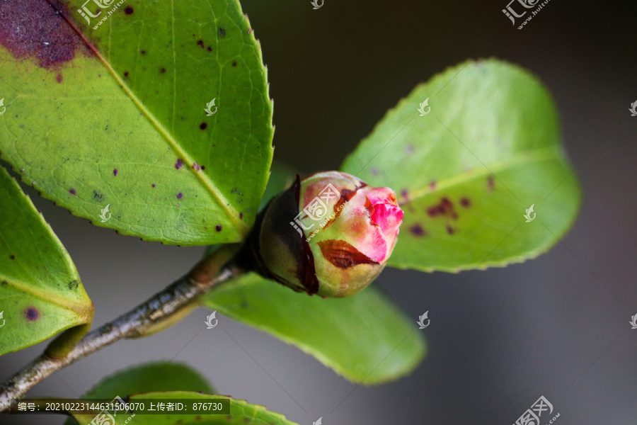 含苞待放的山茶花