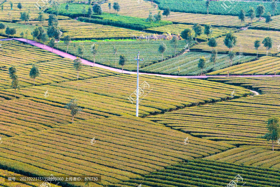 茶树林风景