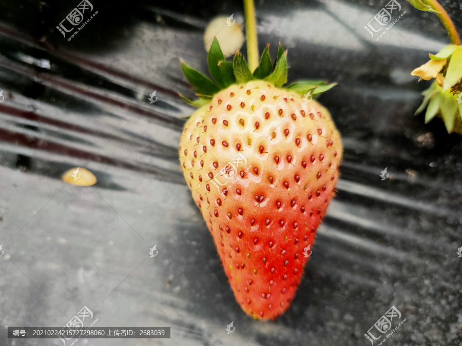 草莓生长过程