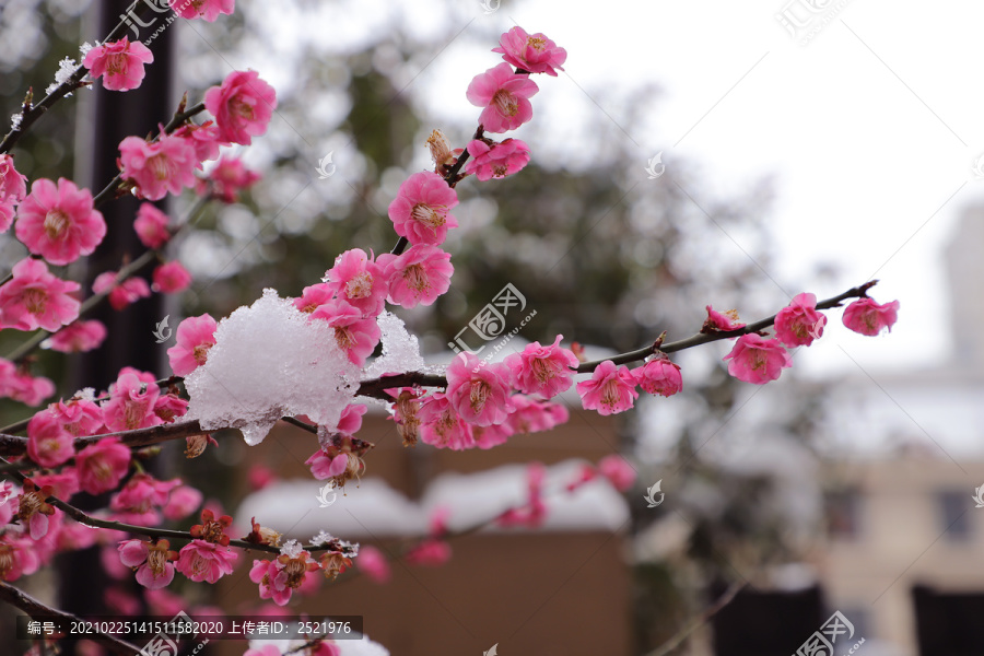 红梅傲雪