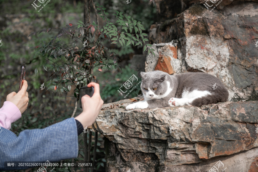 做模特的小猫咪