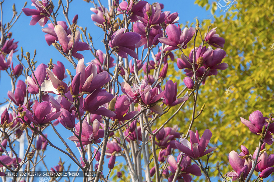 紫玉兰花簇