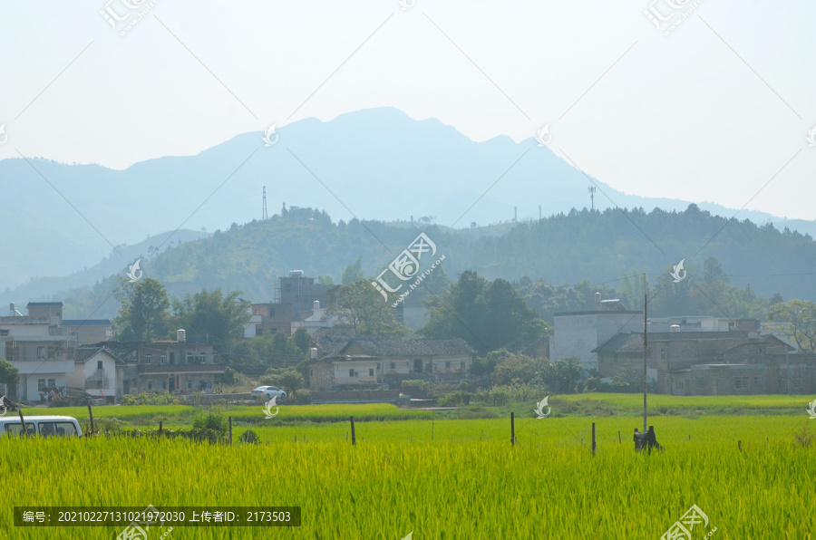 稻田远山