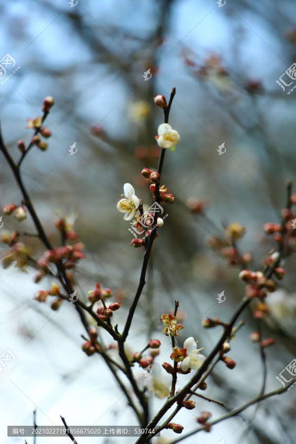 梅花