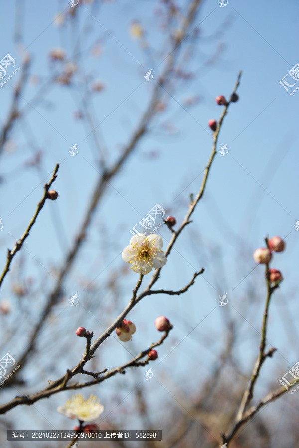 梅花花枝