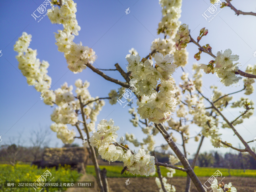 樱桃花